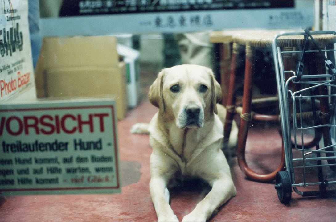 看板犬ティナ(2000)